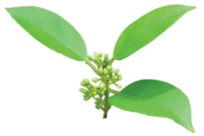 Gymnema silvestre planta