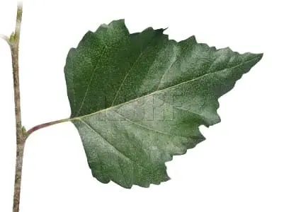 Abedul hoja