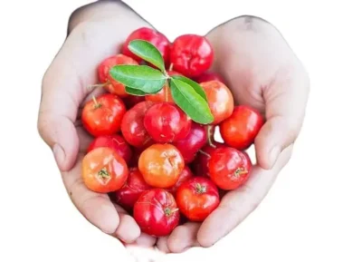 Acerola fruto