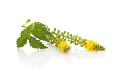 Agrimonia planta