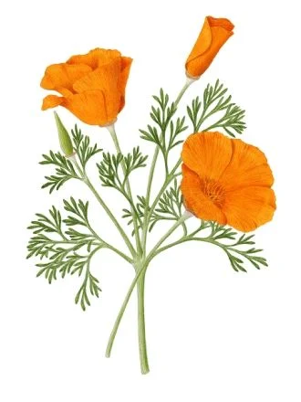 Amapola californiana planta
