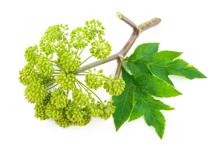 Angelica planta