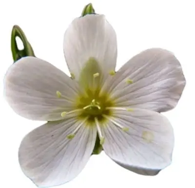 Arenaria flor