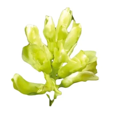 Astrágalo planta