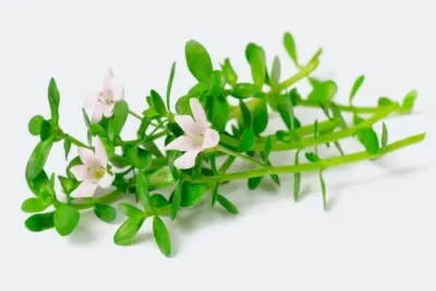 Bacopa planta