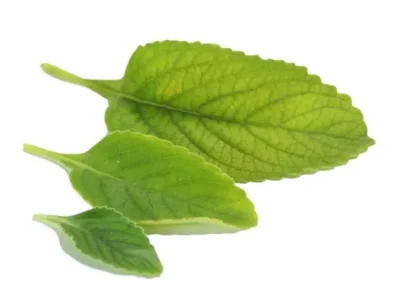 Boldo planta