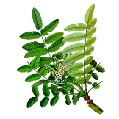 Boswellia serrata planta