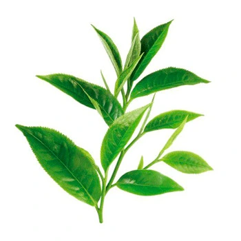 Te verde
