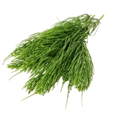 Cola de caballo planta