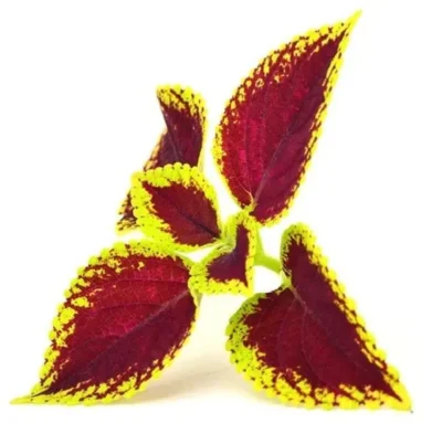 Coleus forskohlii planta