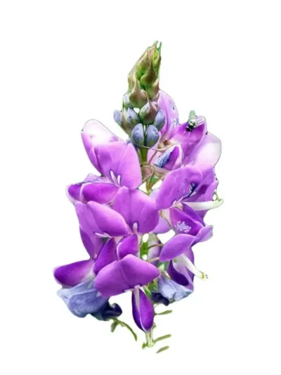 Desmodium planta