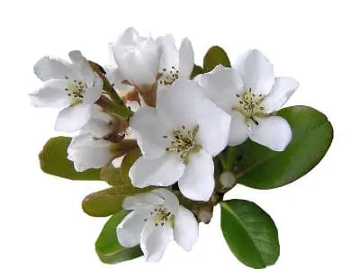 Espino blanco planta