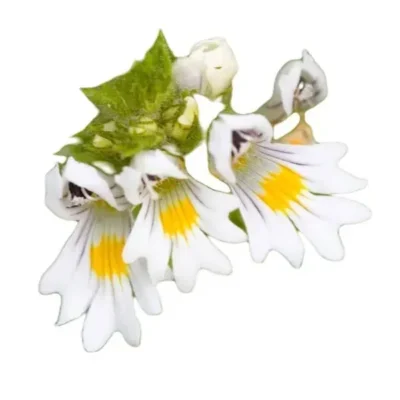 Eufrasia planta