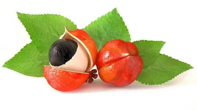 Guarana planta y fruto