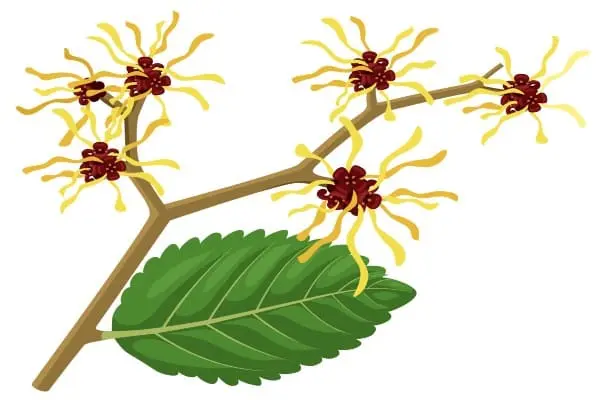 Hamamelis planta