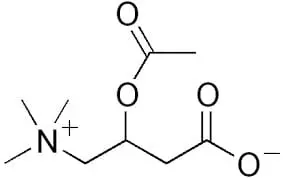 L-carnitina aminoácido