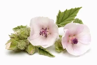 Malvavisco planta