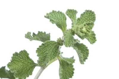 Marrubio planta