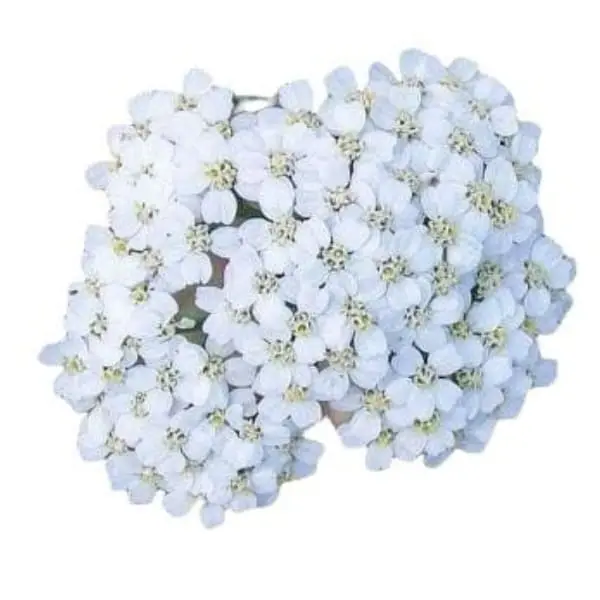 Milenrama flor