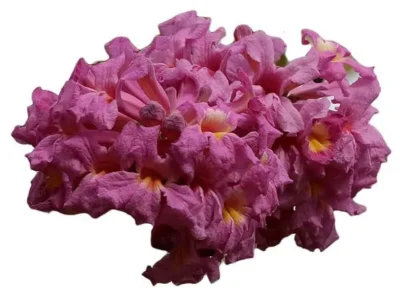 Pau d'arco flor