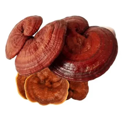 Hongo reishi o ganoderma
