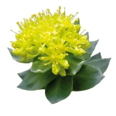 Rhodiola rosea planta