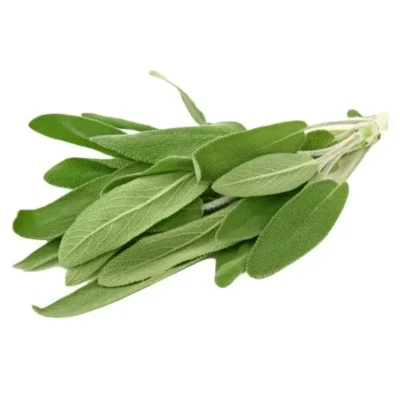 Salvia planta