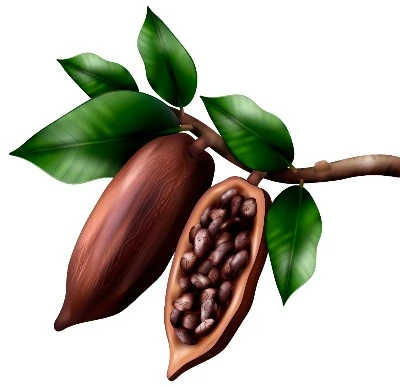 Cacao semilla