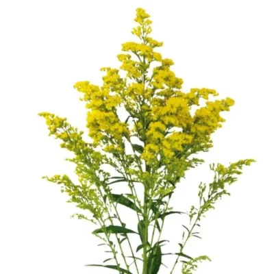 Vara de oro planta