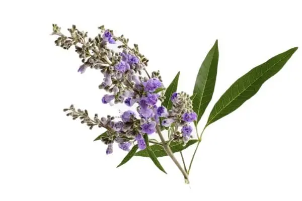 vitex o sauzgatillo planta