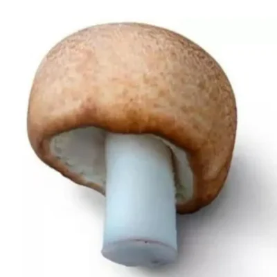 Champiñón del sol